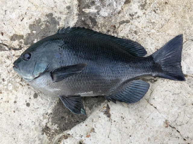 メジナ釣りの基本 寒グレを引きずりだそう 銀の釣り情報局