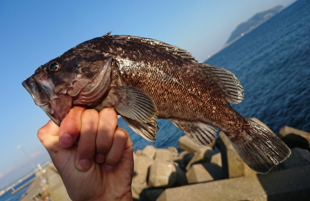 小安漁港のおススメ釣りポイント 銀の釣り情報局