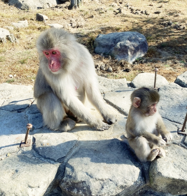 戸形崎のおすすめ釣りポイント 香川県 銀の釣り情報局